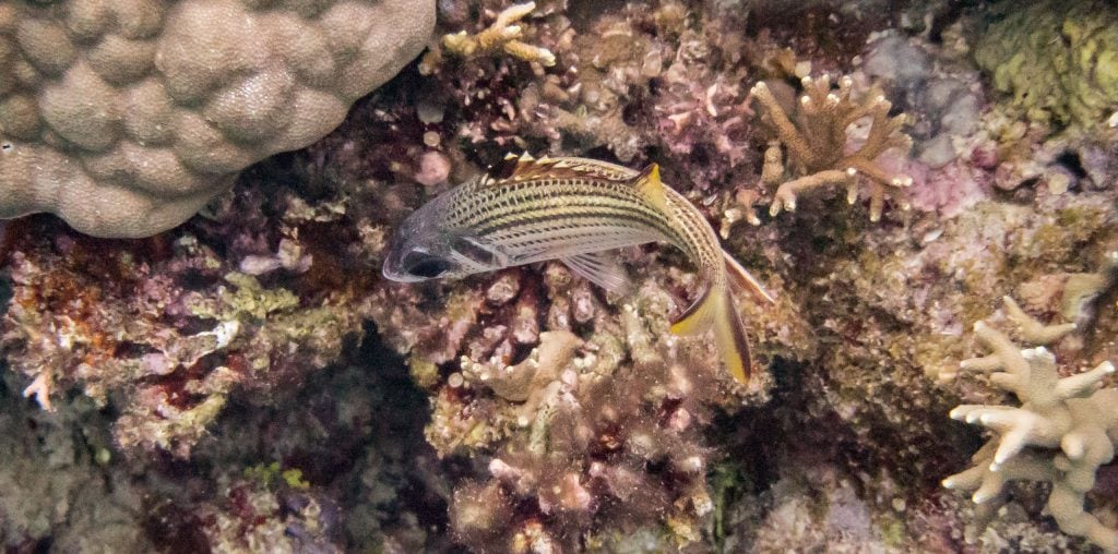 Munda Diving - SOLOMON ISLANDS - World class diving with Dive Munda & an Agnes Gateway Hotel stay