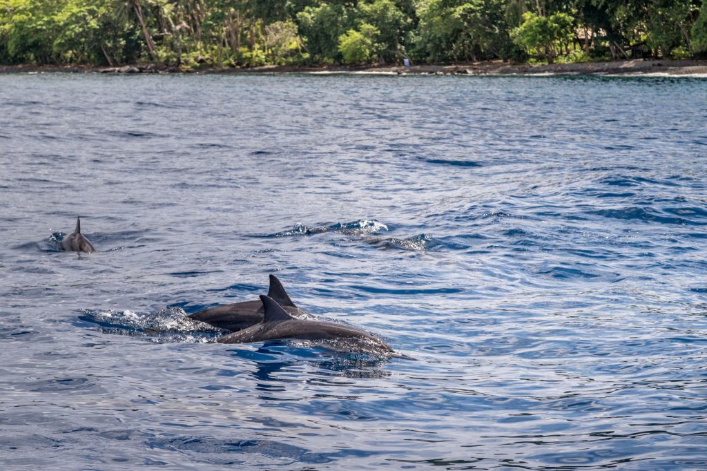 Dolphins - SOLOMON ISLANDS - Savo Island day trip from Honiara (Guadalcanal)
