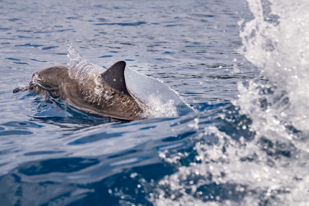 Dolphins - SOLOMON ISLANDS - Savo Island day trip from Honiara (Guadalcanal)