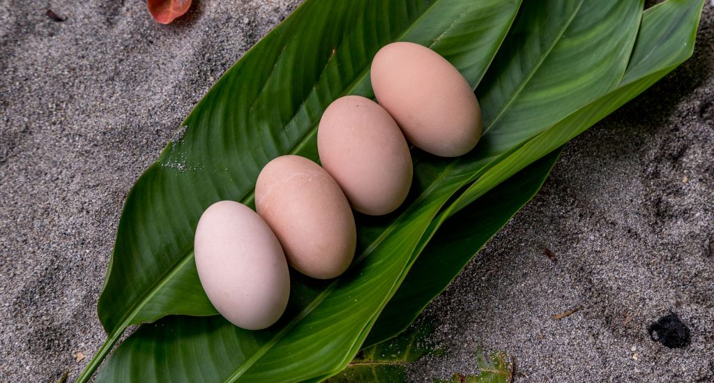 Megapodes Eggs - SOLOMON ISLANDS - Savo Island day trip from Honiara (Guadalcanal)