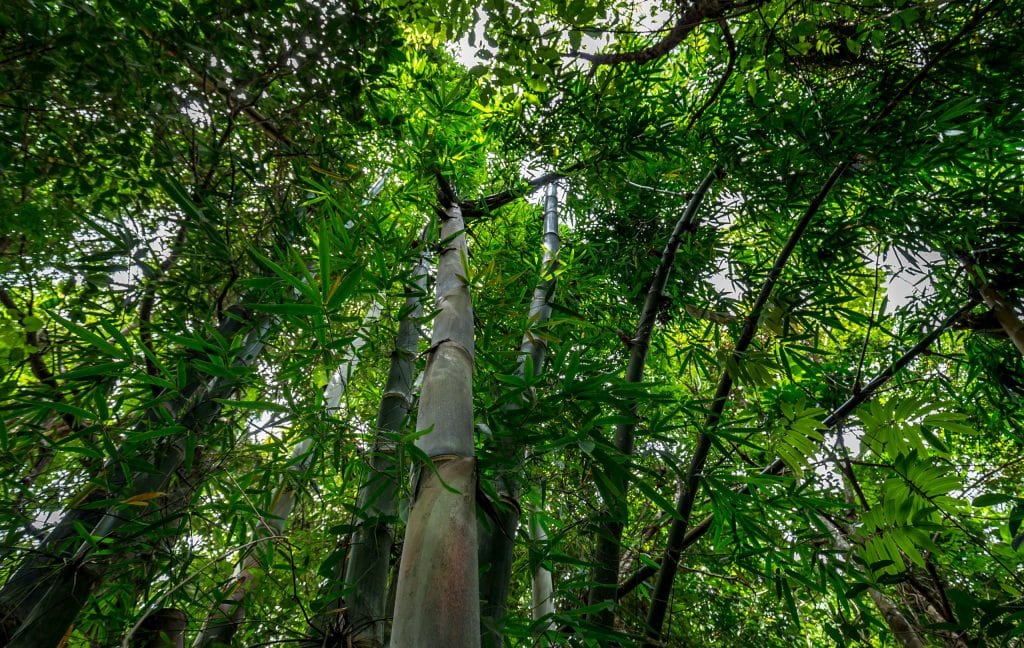 Bamboo forest Kaew Mae Pan Nature Trail - THAILAND - Doi Inthanon National Park day trip from Chiang Mai