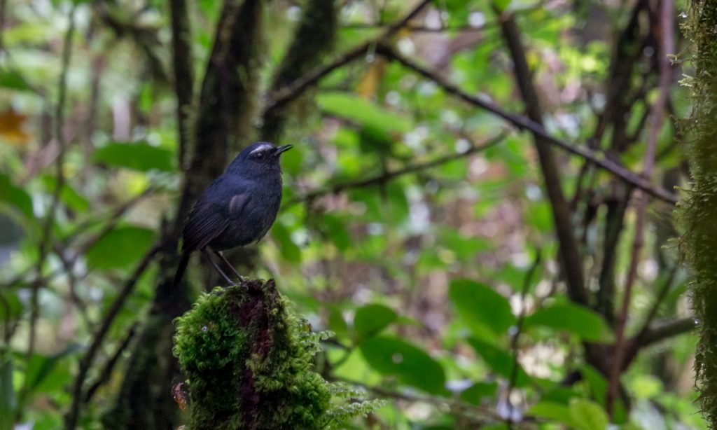 Blue fronted robin bird Ang Ka Nature Trail - THAILAND - Doi Inthanon National Park day trip from Chiang Mai
