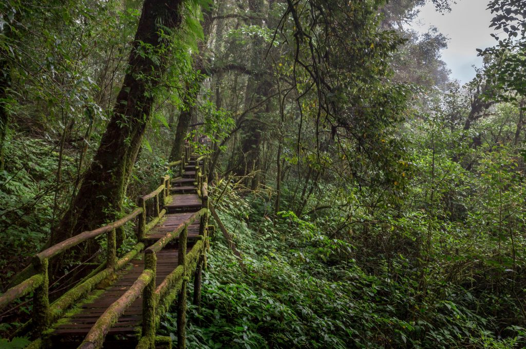 Board walk Ang Ka Nature Trail - THAILAND - Doi Inthanon National Park day trip from Chiang Mai