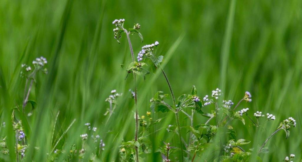 Flower in rice field Kaew Mae Pan Nature Trail - THAILAND - Doi Inthanon National Park day trip from Chiang Mai