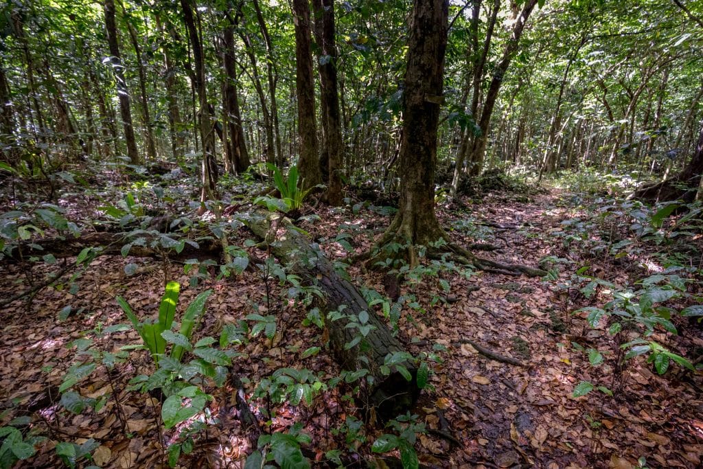 Forest - NIUE - The perfect Niue itinerary for 5 days / 1 week on the Rock
