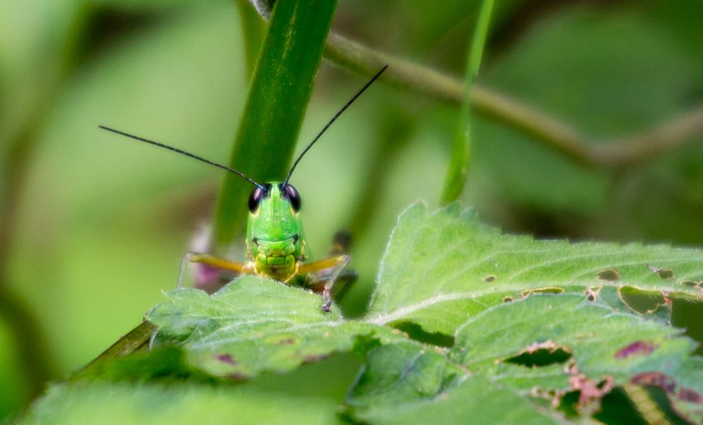 Cricket Kaew Mae Pan Nature Trail - THAILAND - Doi Inthanon National Park day trip from Chiang Mai