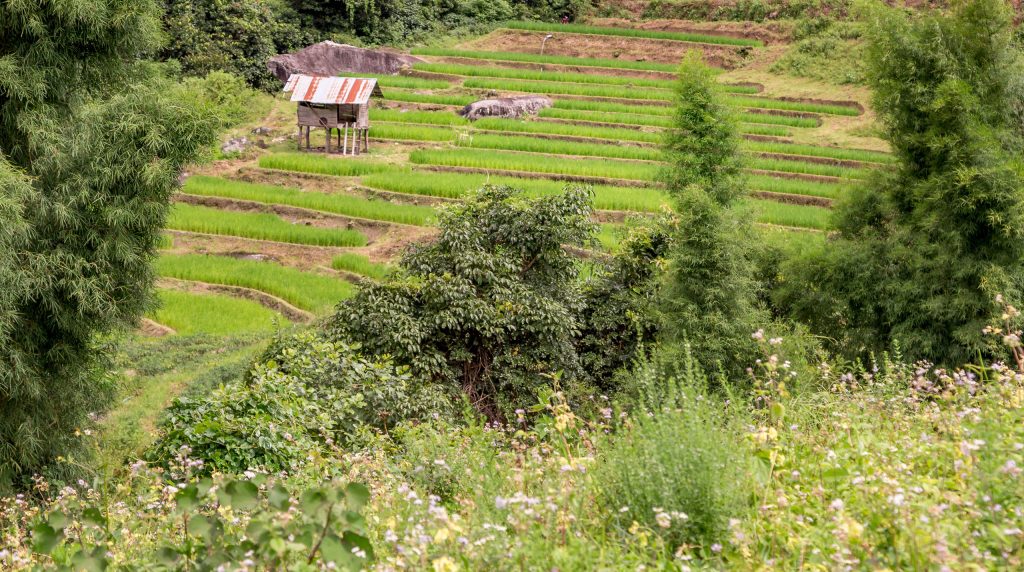 Hmong Rice Paddies Kaew Mae Pan Nature Trail - THAILAND - Doi Inthanon National Park day trip from Chiang Mai
