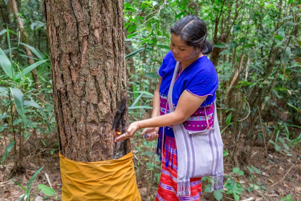 Hmong Guide Kaew Mae Pan Nature Trail - THAILAND - Doi Inthanon National Park day trip from Chiang Mai