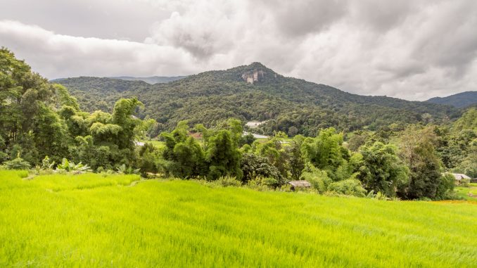 Rice field Hmong village Kaew Mae Pan Nature Trail - THAILAND - Doi Inthanon National Park day trip from Chiang Mai Rice field Hmong village Kaew Mae Pan Nature Trail - THAILAND - Doi Inthanon National Park day trip from Chiang Mai