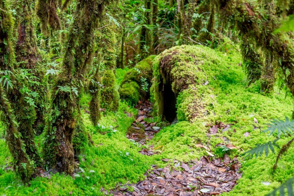 Sphagnum Moss Living Carpet Ang Ka Nature Trail - THAILAND - Doi Inthanon National Park day trip from Chiang Mai