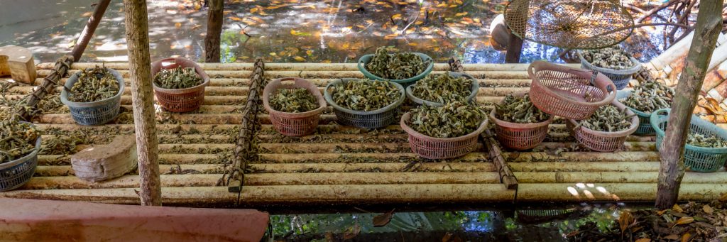 Coral lime production - MICRONESIA FSM - Things to do on Yap island tour & how to get there