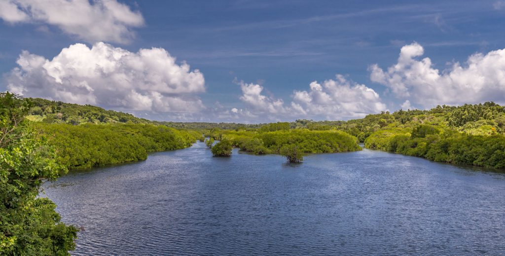 Mangrove views - MICRONESIA FSM - Things to do on Yap island tour & how to get there