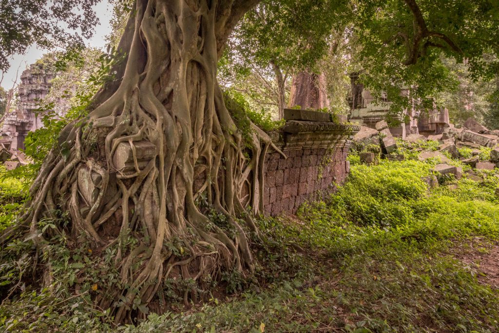 Overgrown wall - CAMBODIA - Preah Khan de Kompong Svay day trip from Siem Reap, a REAL jungle temple