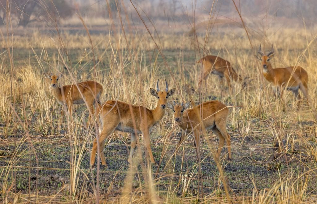Pendjari National Park antelopes - BENIN - Ultimate 2-week Benin itinerary: Culture, nature safari, voodoo & more