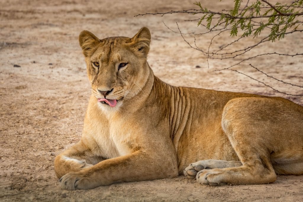 Pendjari National Park lion - BENIN - Ultimate 2-week Benin itinerary: Culture, nature safari, voodoo & more