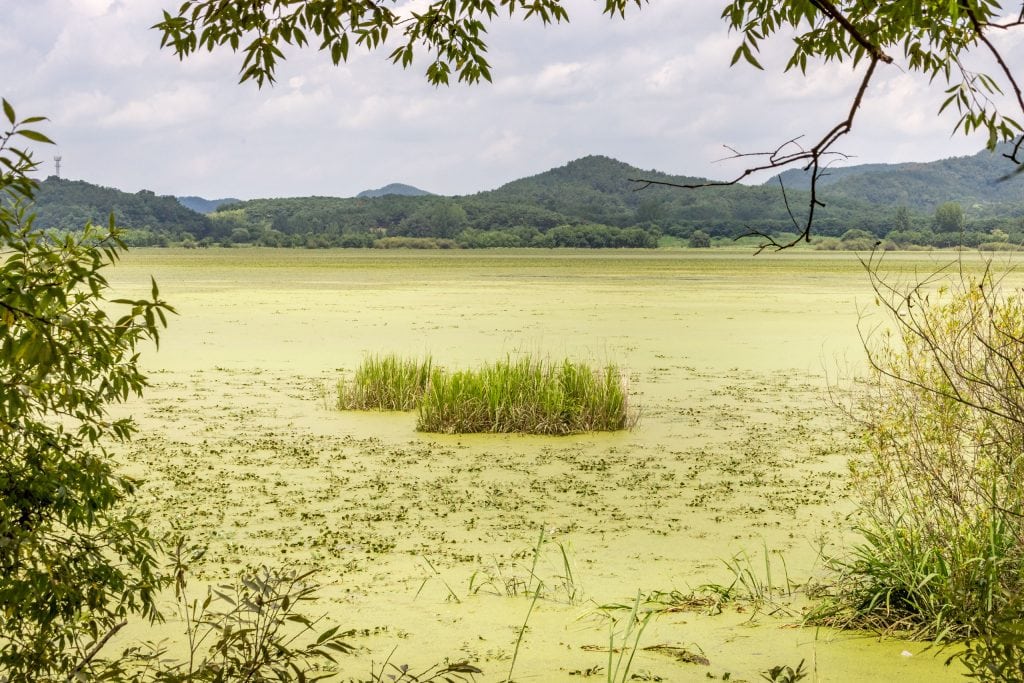 Upo wetland - SOUTH KOREA - Road trip itinerary for 2 or 3 weeks: Seoul to Busan guide by car