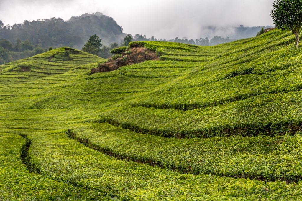 INDONESIA - Alien landscapes at Kawah Putih / White Crater as a day trip from Bandung