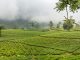 Tea plantations birds eye view - INDONESIA - Bandung day trip: Tangkuban Perahu volcano crater tour, tea plantation & more