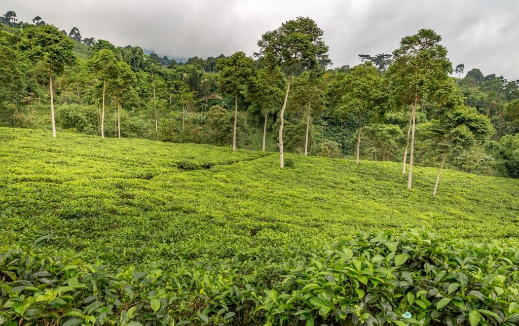 INDONESIA - Ceto & Sukuh Temple and the Sangiran Early Man site from Yogyakarta