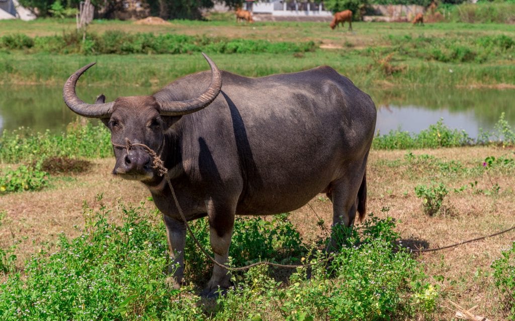 VIETNAM - A Hoi An country side tour is something you must do to see the local life