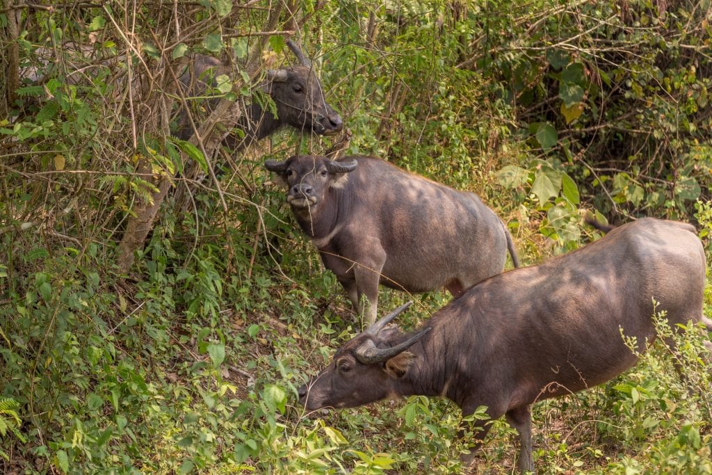 LAOS – Country side and the Kuang Si Falls as a day trip from Luang Prabang