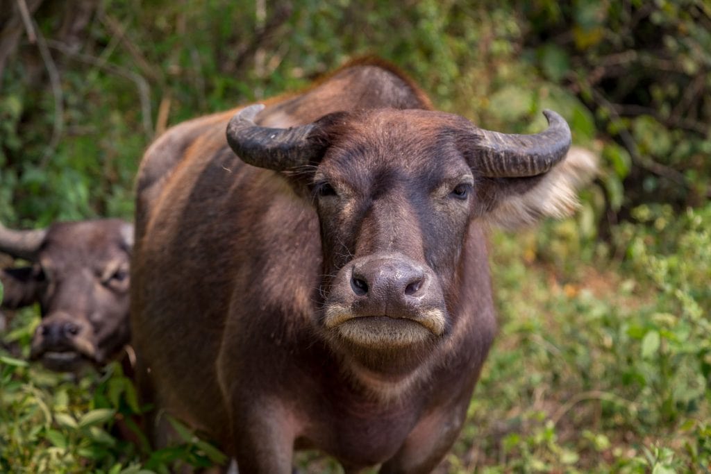 LAOS – Country side and the Kuang Si Falls as a day trip from Luang Prabang