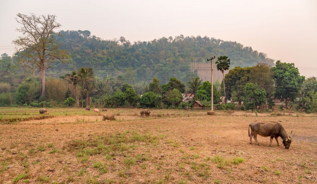 LAOS – Country side and the Kuang Si Falls as a day trip from Luang Prabang