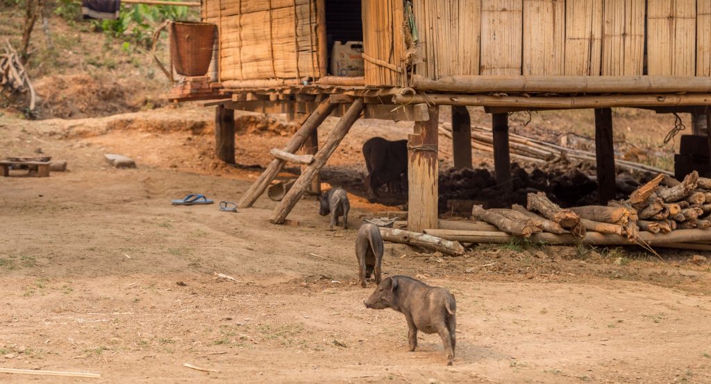 LAOS – Country side and the Kuang Si Falls as a day trip from Luang Prabang