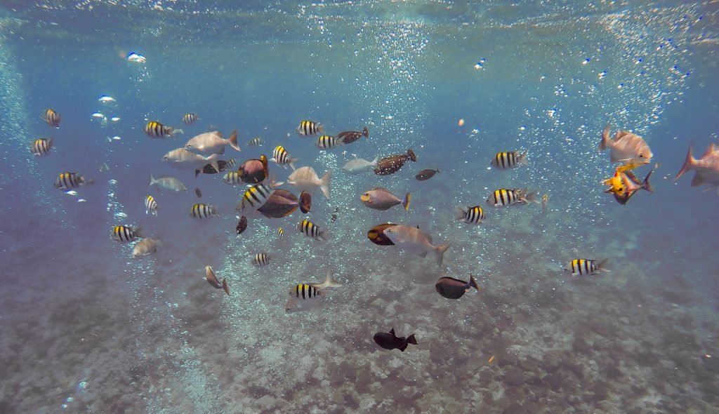 MICRONESIA FSM – Diving & snorkeling on Yap and swimming with sharks