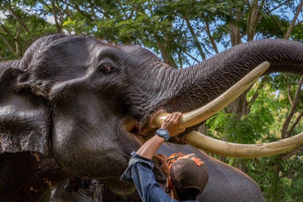 Dentalcare elephant - THAILAND – Chiang Rai Elephant Valley camp; a TRUE animal friendly sanctuary