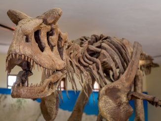 Dinosaur skeleton - BOLIVIA - Must do Sucre day trip: Cal Orcko dinosaur tracks & Glorieta Castle