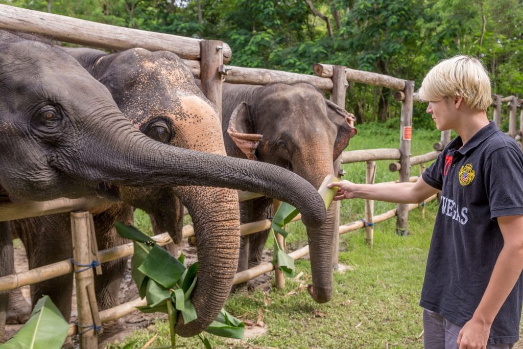 Elephant feeding time - THAILAND – Chiang Rai Elephant Valley camp; a TRUE animal friendly sanctuary