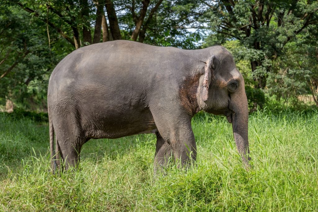 Elephant in grass - THAILAND – Chiang Rai Elephant Valley camp; a TRUE animal friendly sanctuary
