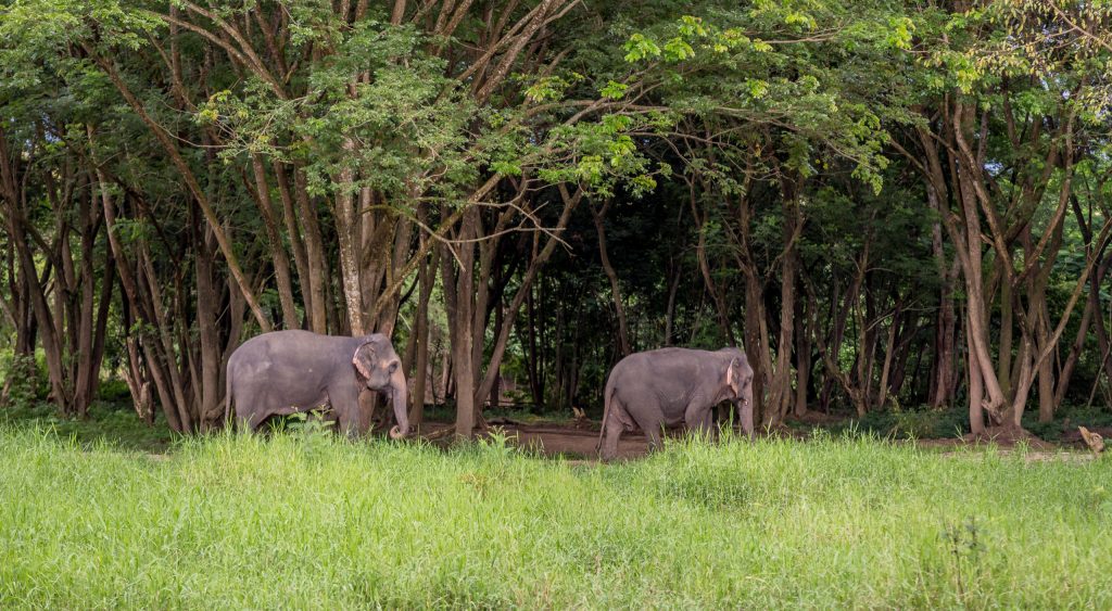 Elephant walking into forest - THAILAND – Chiang Rai Elephant Valley camp; a TRUE animal friendly sanctuary