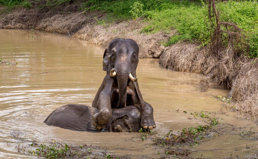 Elephant in water tusks - THAILAND – Chiang Rai Elephant Valley camp; a TRUE animal friendly sanctuary