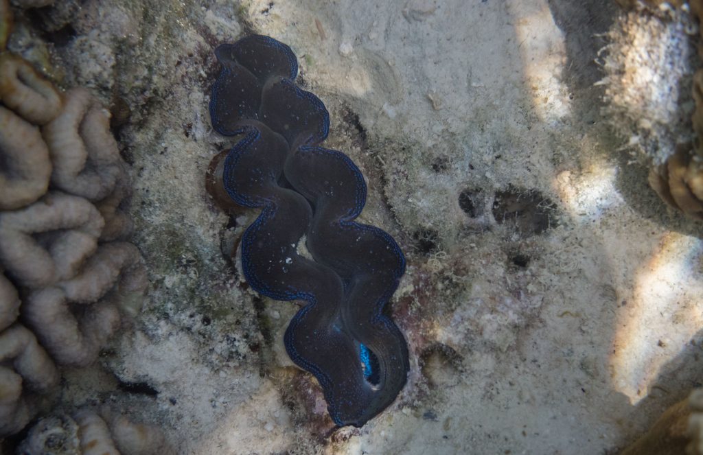 Fish Coral Snorkeling - PALAU - Exploring Palau's Rock Islands by kayak & snorkeling in a hidden lake