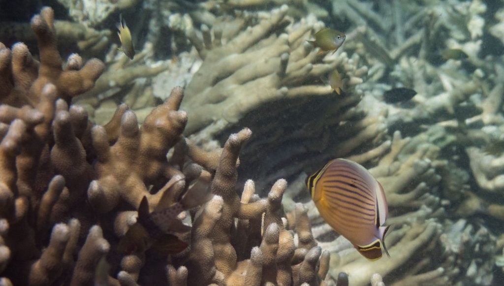 Fish Coral Snorkeling - PALAU - Exploring Palau's Rock Islands by kayak & snorkeling in a hidden lake
