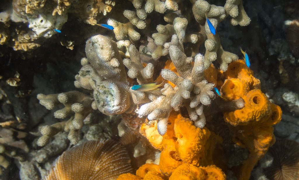 Fish Coral Snorkeling - PALAU - Exploring Palau's Rock Islands by kayak & snorkeling in a hidden lake