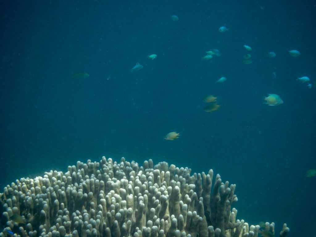 Fish Coral Snorkeling - PALAU - Exploring Palau's Rock Islands by kayak & snorkeling in a hidden lake