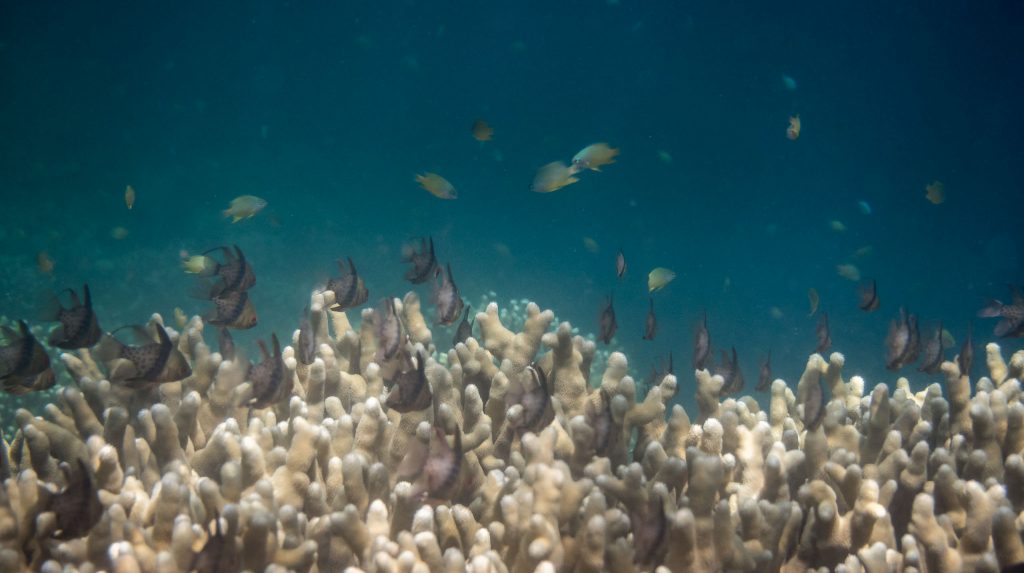 Fish Coral Snorkeling - PALAU - Exploring Palau's Rock Islands by kayak & snorkeling in a hidden lake