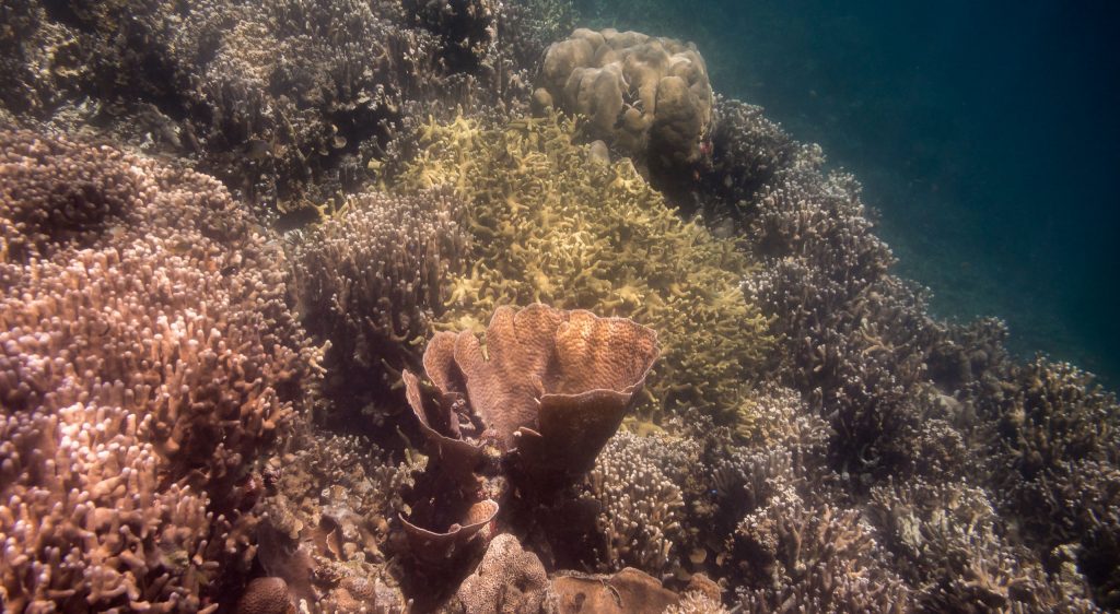 Fish Coral Snorkeling - PALAU - Exploring Palau's Rock Islands by kayak & snorkeling in a hidden lake