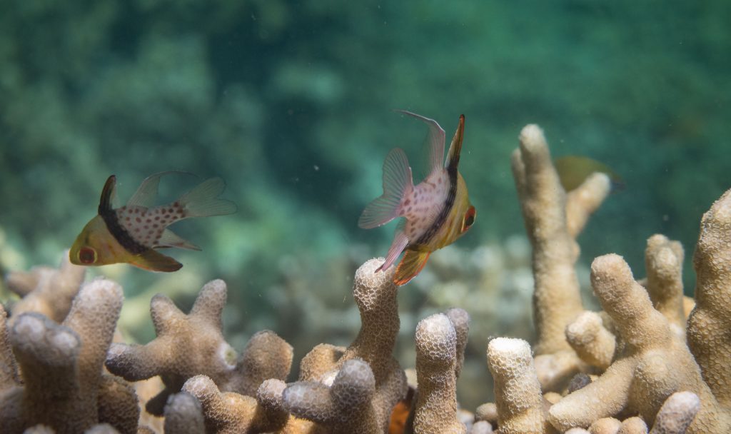Fish Coral Snorkeling - PALAU - Exploring Palau's Rock Islands by kayak & snorkeling in a hidden lake