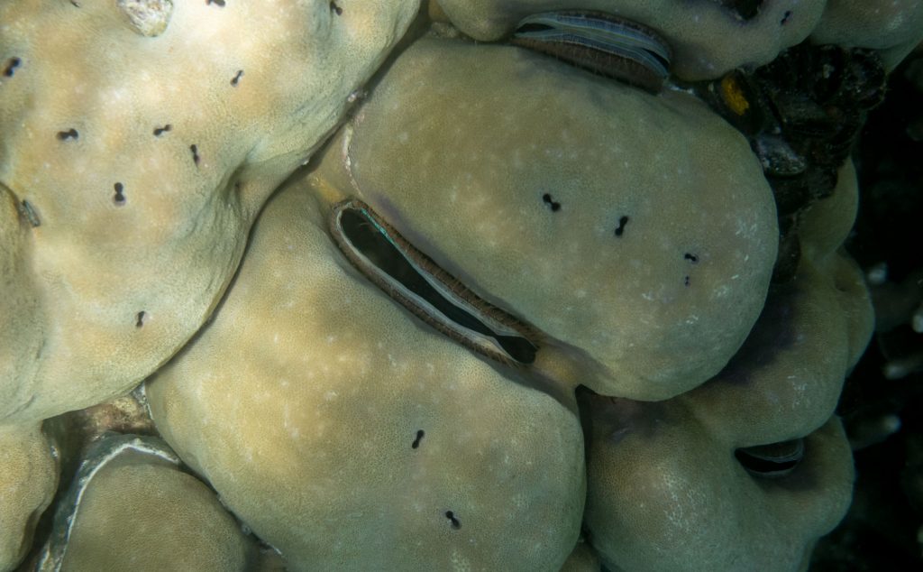 Fish Coral Snorkeling - PALAU - Exploring Palau's Rock Islands by kayak & snorkeling in a hidden lake