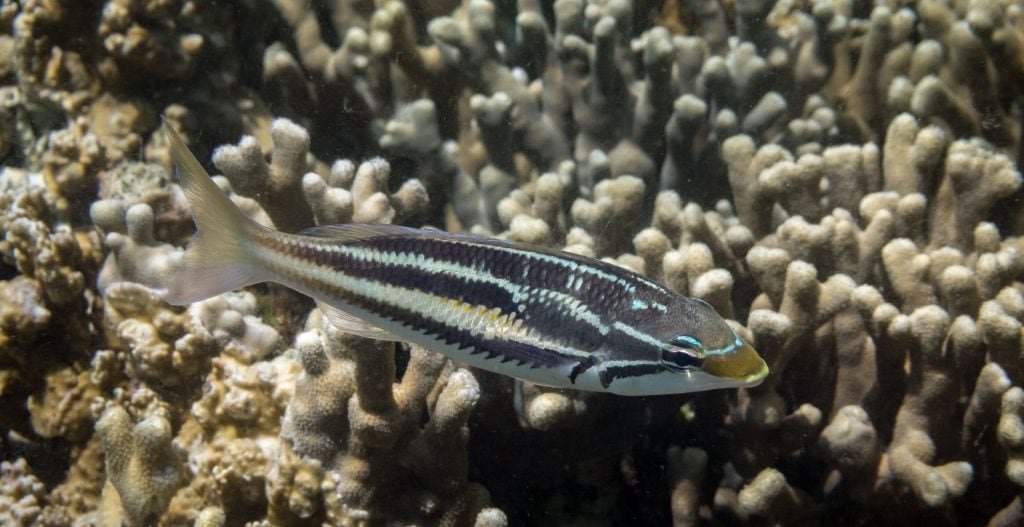Fish Coral Snorkeling - PALAU - Exploring Palau's Rock Islands by kayak & snorkeling in a hidden lake