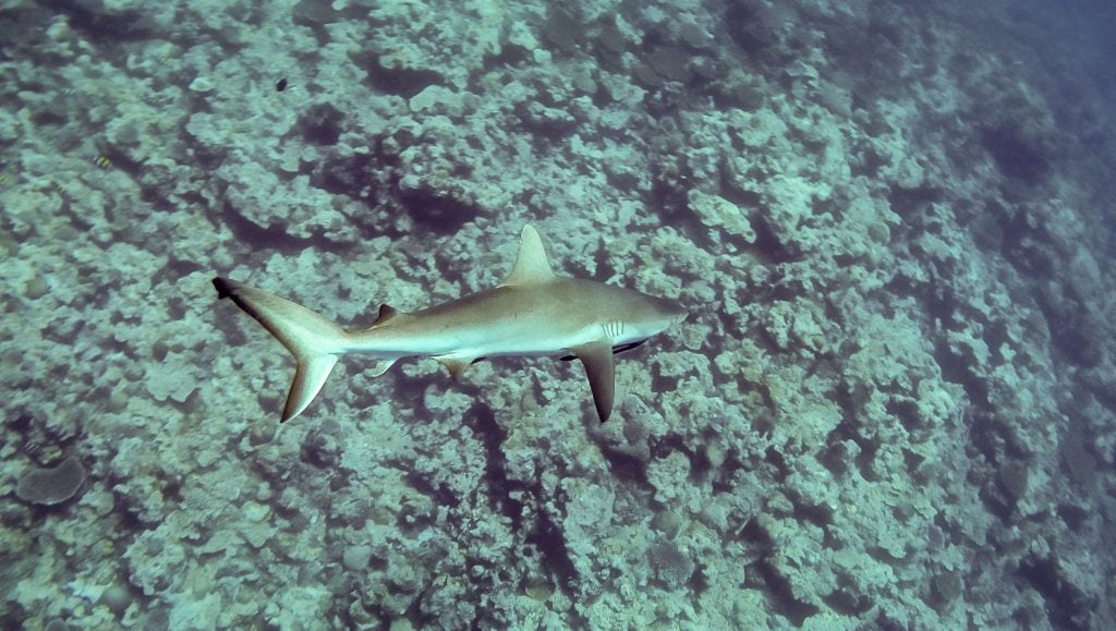 MICRONESIA FSM – Diving & snorkeling on Yap and swimming with sharks