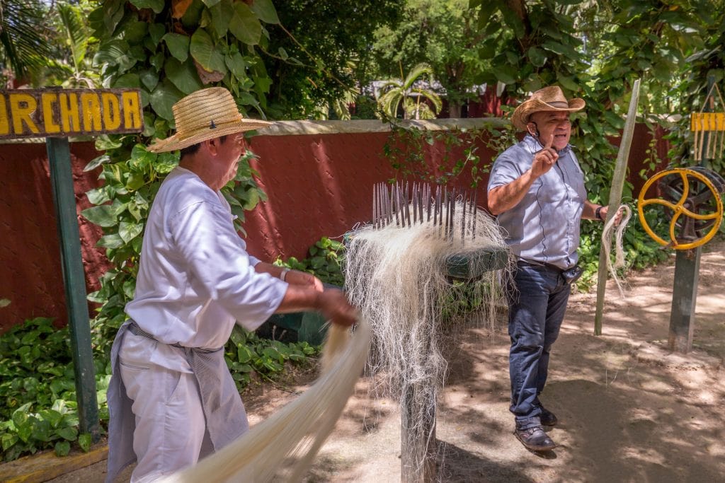 Henequen manual processing - MEXICO - Henequen plantation Sotuta de Peón