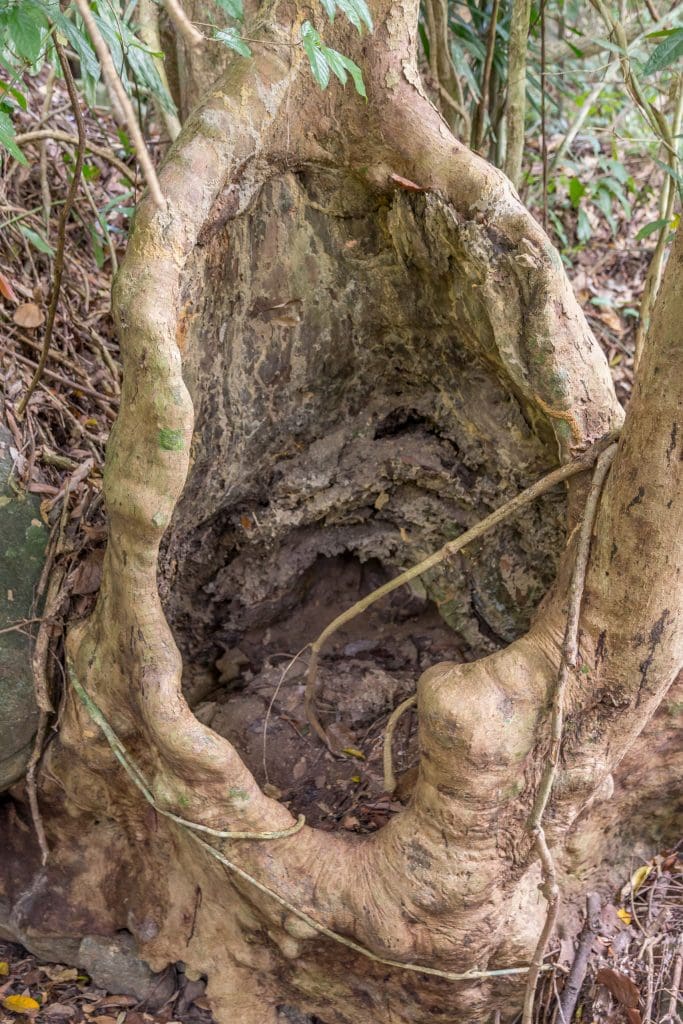 Hollow Tree - CHINA - Yanoda and Binglanggu Li & Miao: 2 must see parks near Sanya