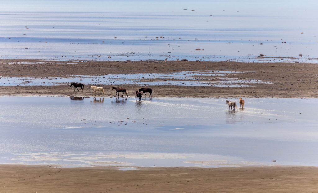 Horses in water - ARGENTINA - Perito Moreno Glacier: nature at its best in El Calafate