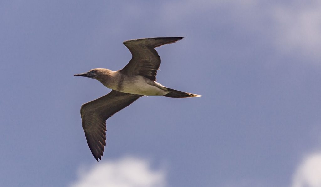 I Chenchon park bird sanctuary - MARIANA ISLANDS - Must see places on a Rota island overnight trip; the unspoiled marianas