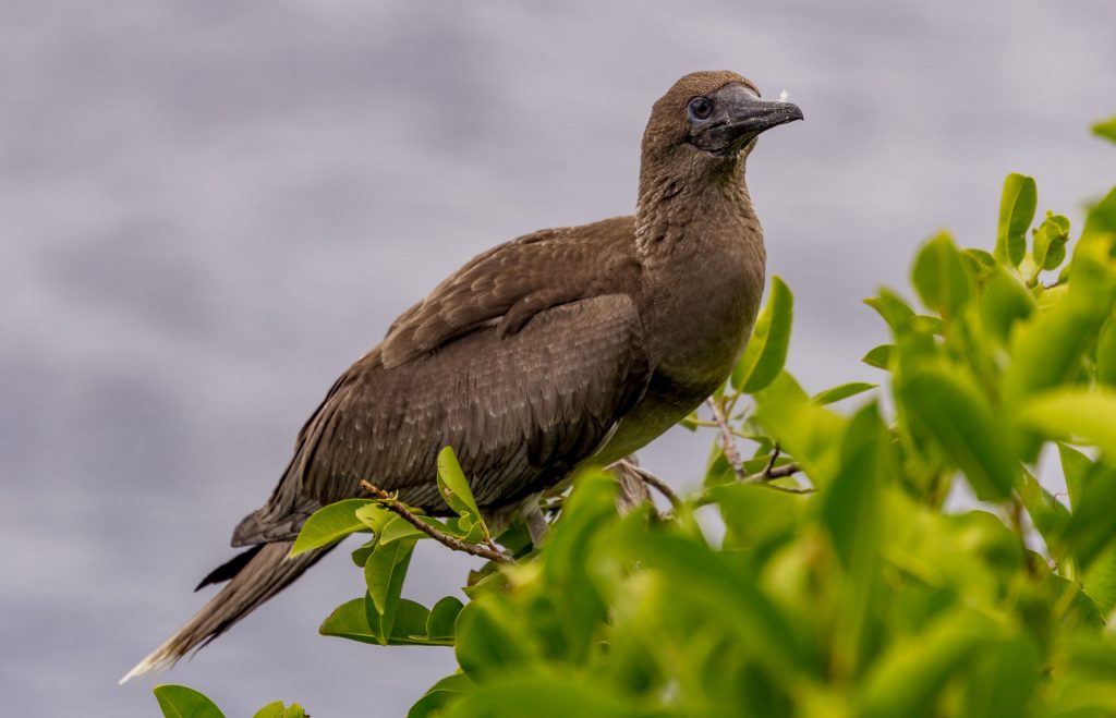 I Chenchon park bird sanctuary - MARIANA ISLANDS - Must see places on a Rota island overnight trip; the unspoiled marianas